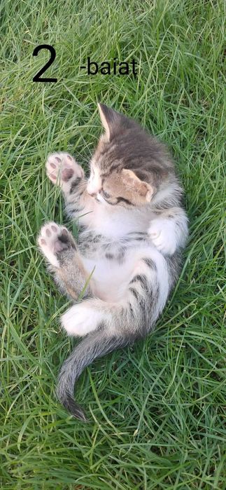 Ofer spre adopție 2 pisicuțe mici și jucăușe, de 3 săptămâni