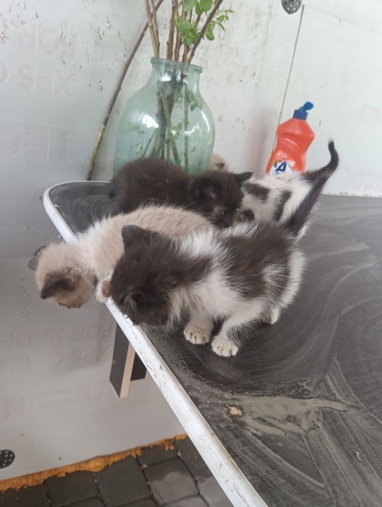 Котята  едят все