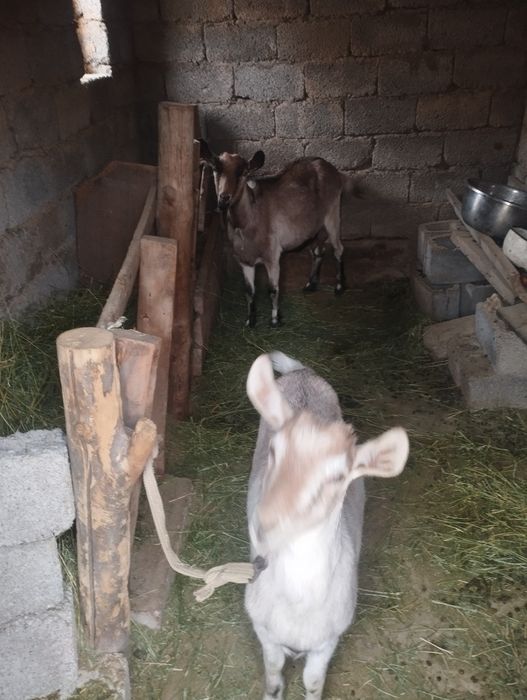 Алпи ешкы бырыншы тума