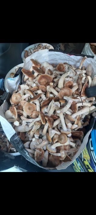Vând ghebe proaspăt culese pe comanda