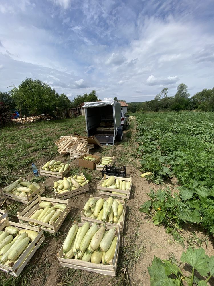 Dovleci de vanzare productie proprie