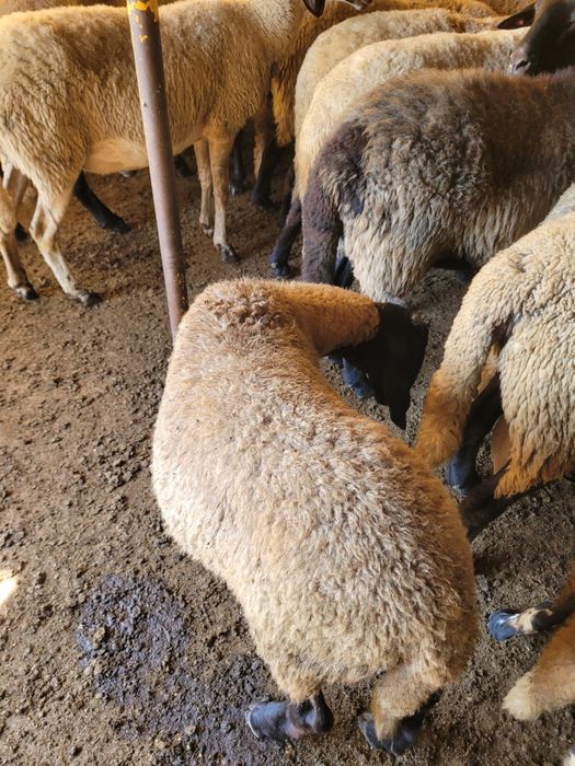 6 Oi carabase sârbești și românești!!!