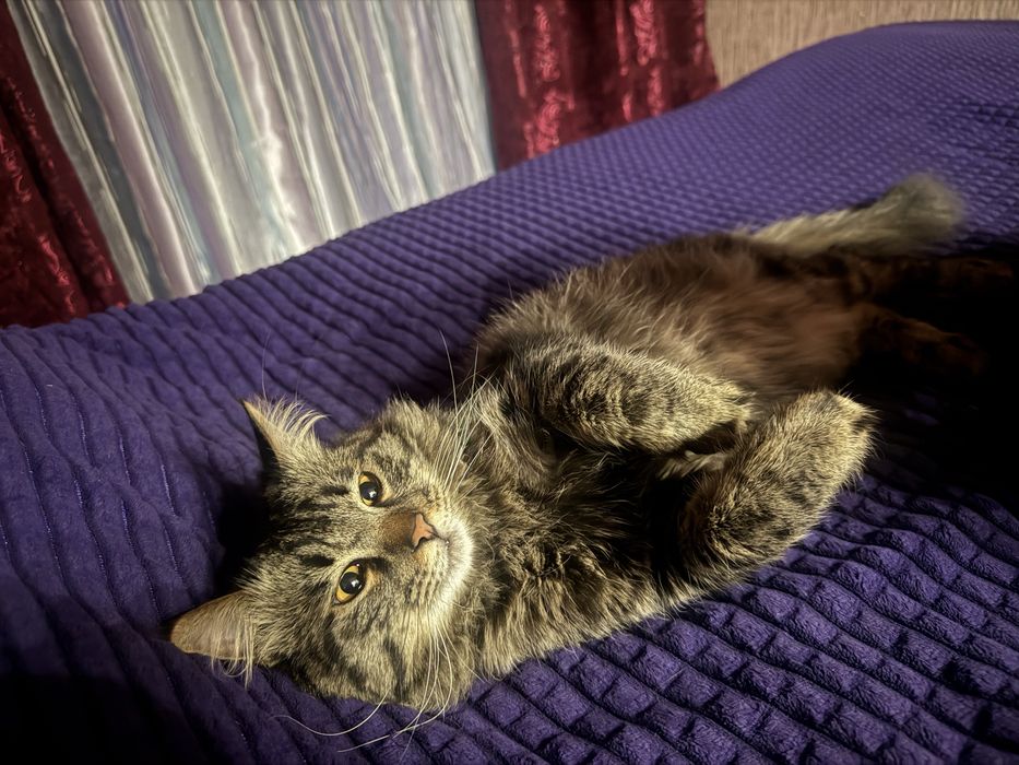 Отдам Кота в добрые руки!!!