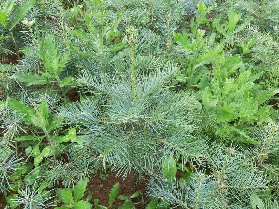 Puieti brad albastru calitate Premium-Abies concolor 4 ani