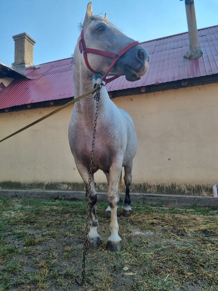 Vand armăsar  semigreu