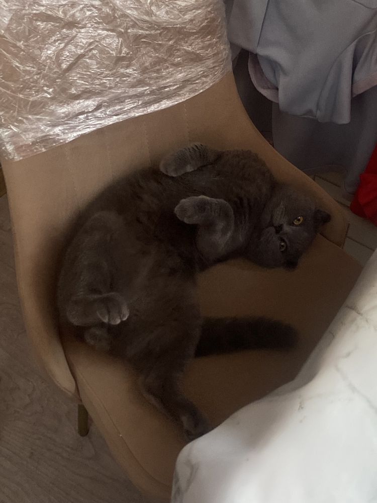 Чистокровный Вислоухий