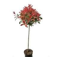 Photinia globular