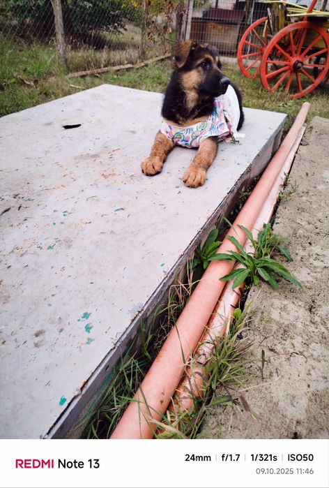 Немска овчарка на 3 месеца