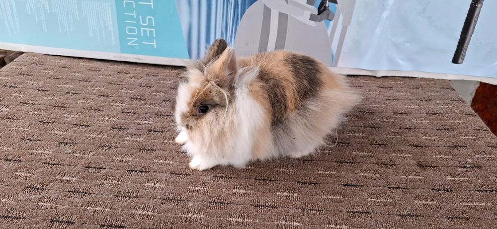 Vând iepurasi rex și cap de leu