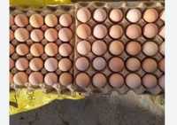 Яйца для инкубации, разные, вывод 90 %