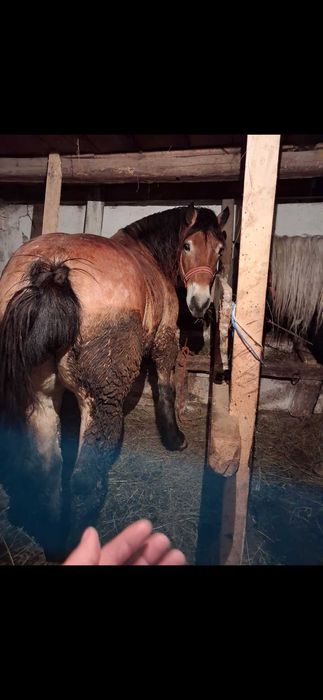 De vanzare cal 5 ani