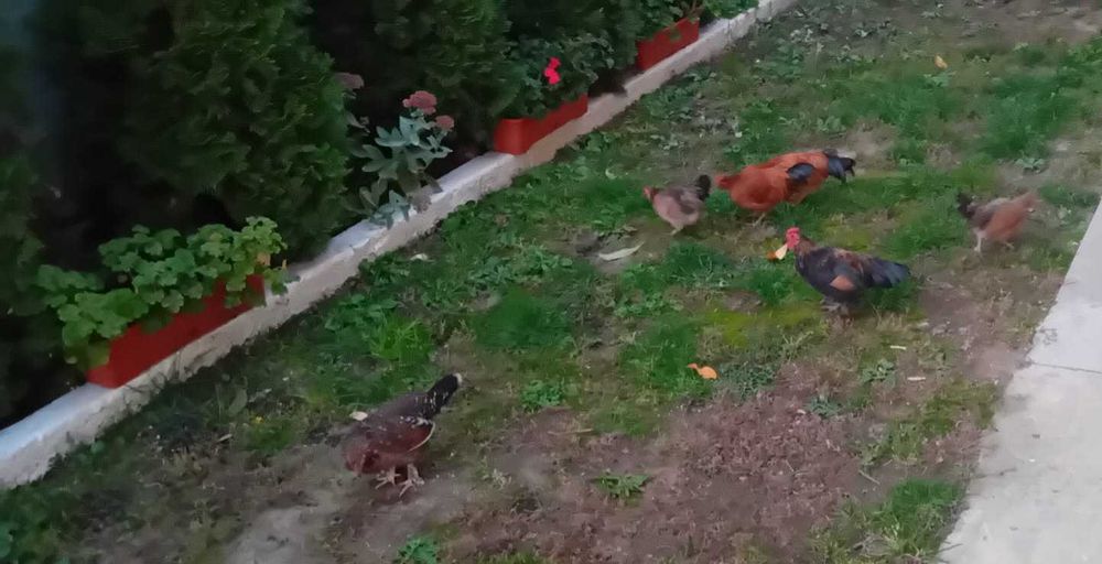 Gaini japoneze (pitici)