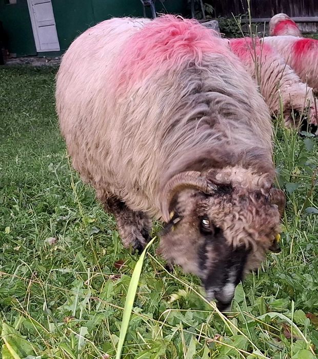 5 oi turcane de vanzare