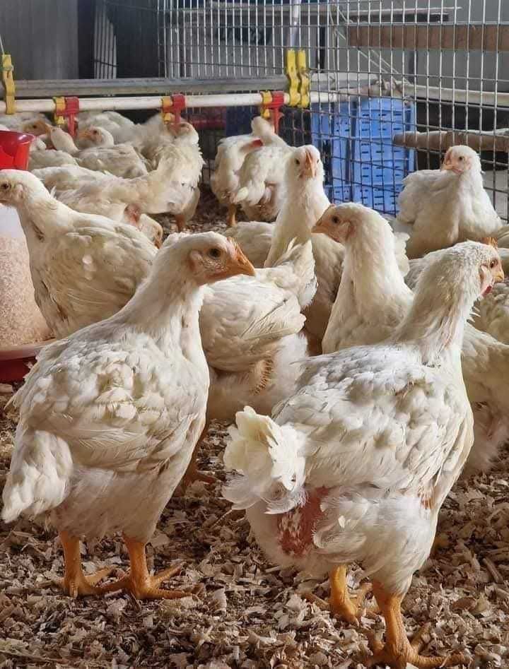 Pui alb și rasă mixtă rațe