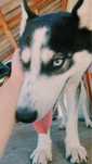 Donez husky siberian fata si baiat
