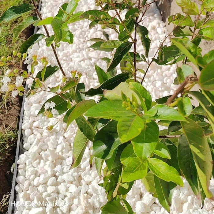 Marmura alba decorativă