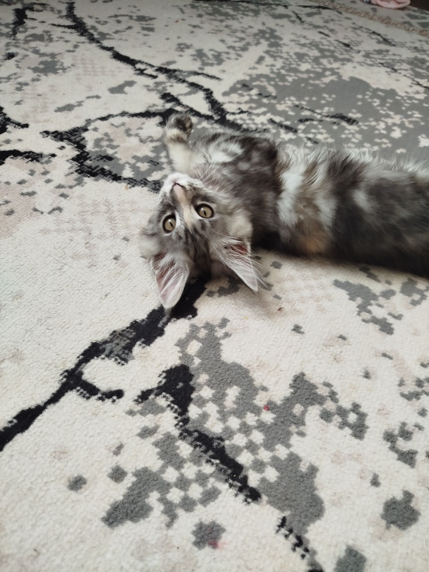 Кошечка Мейн кун