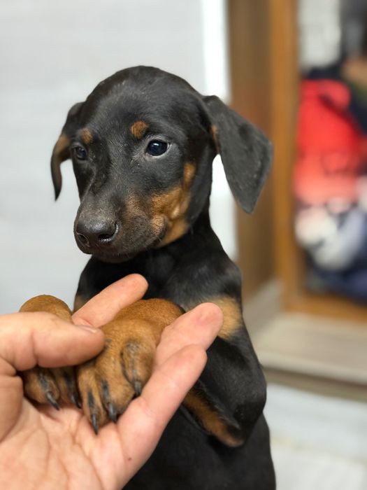 Чистокръвни добермани