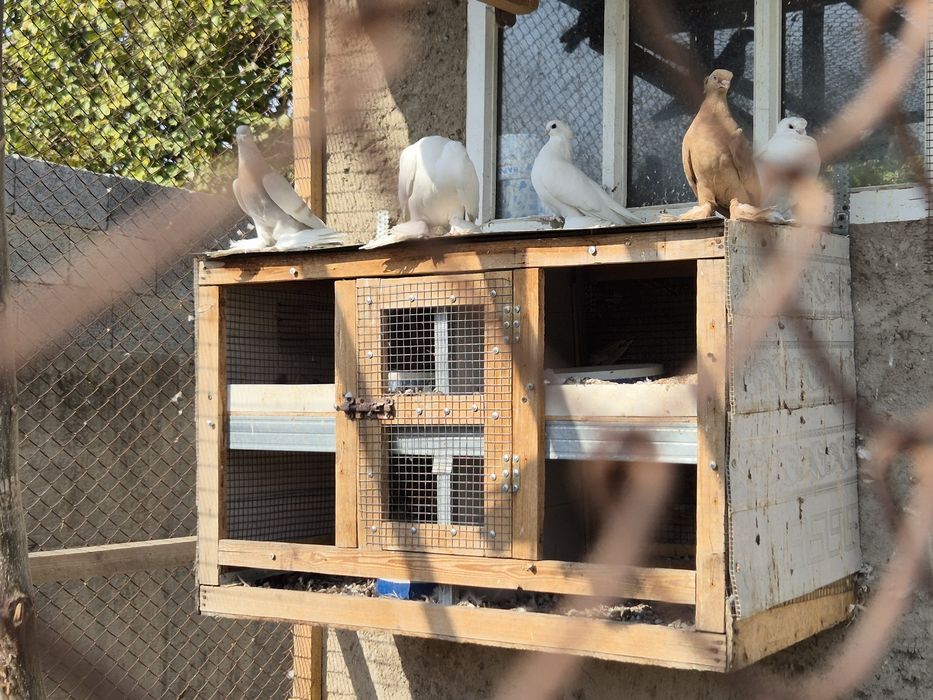 Голуби кептерлер