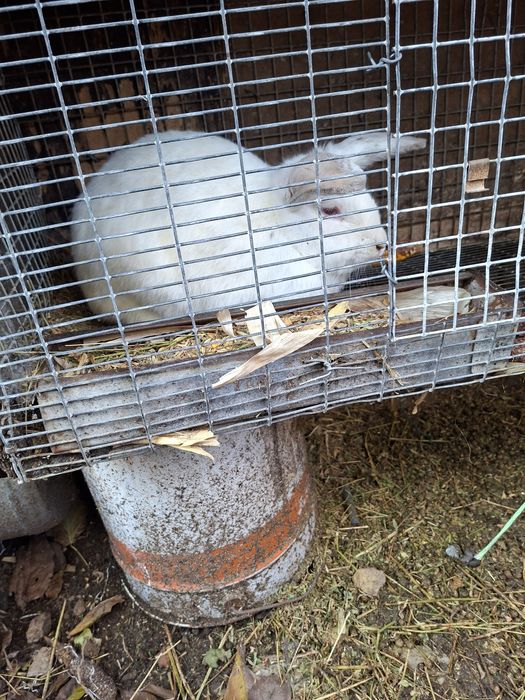 Продавам зайци различна възраст и породи