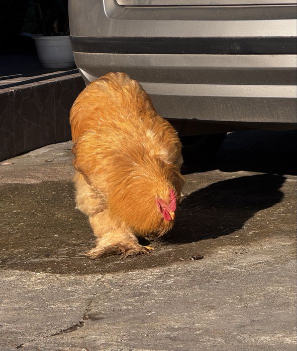 Cocos Cochinchina Galben
