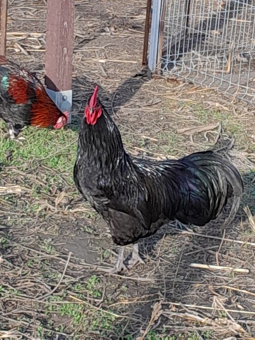 VÂND cocoși Australorp