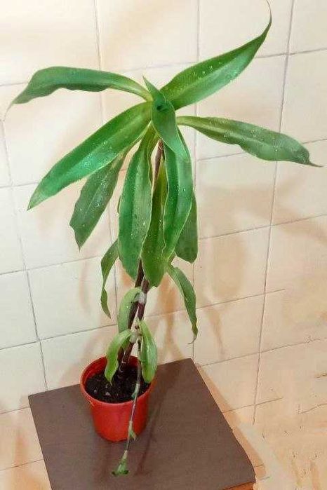 Продам. Золотой ус - домашний женьшень. Лечебное растение.  3 растения