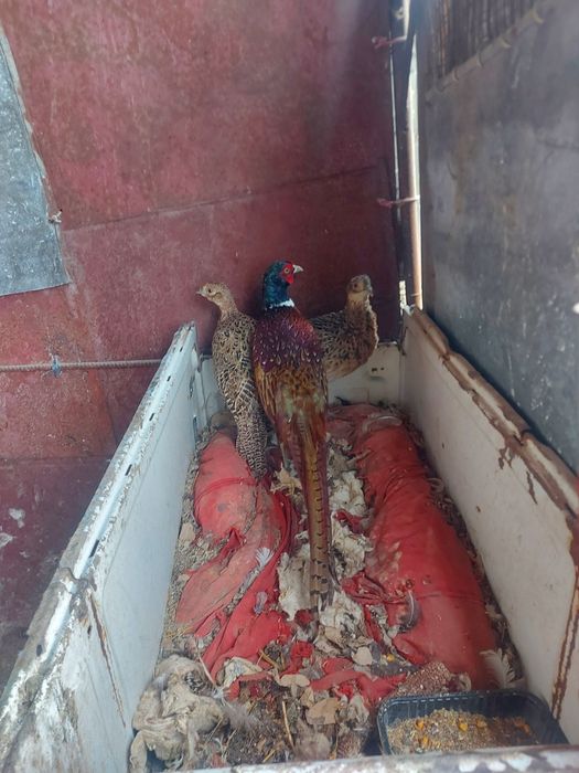 Павлины фазаны и лимонный фазанов