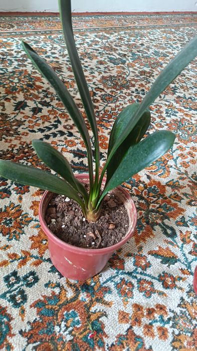 Прекрасная Кливия