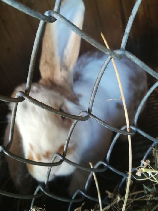 Предлагам зайци...