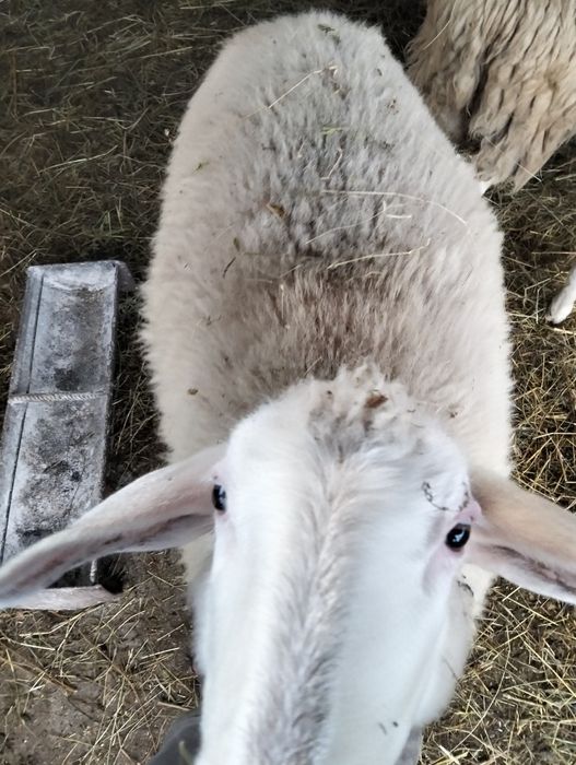 Vând oii bergamasca