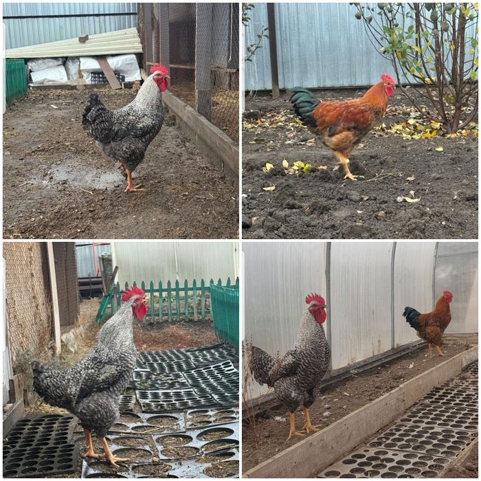 Продам петухов 5 месяцев