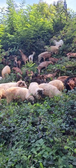 Vând capre și oi