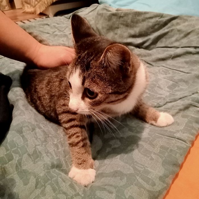 Бесплатно отдам мальчик