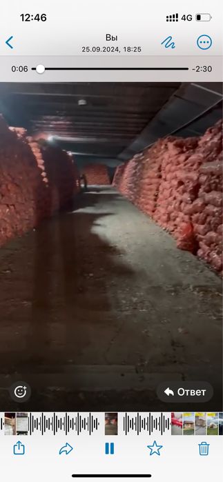 Лук репчатый 2025 года продажа от 10.000 тон и выше