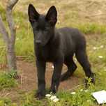 Ciobănesc german cu pedigree