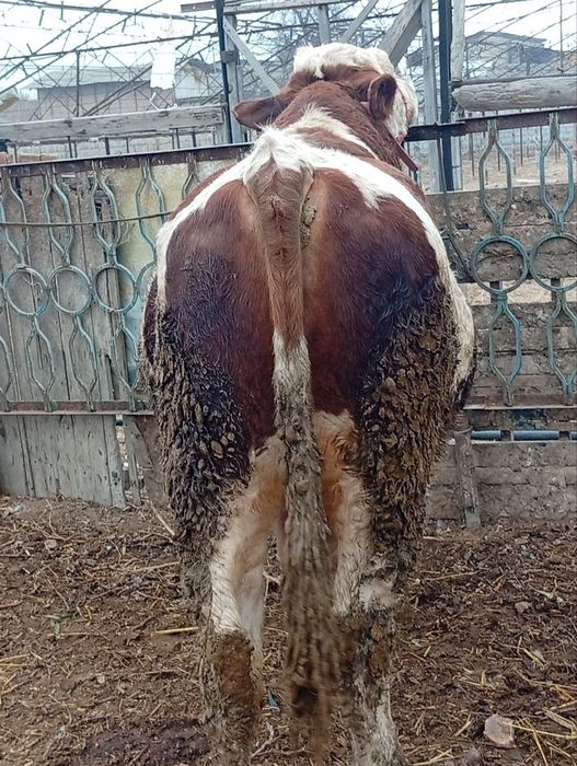 Simental novos 2 yoshda