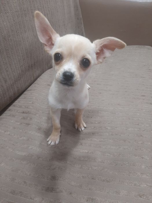 Чихуахуа мини момченце