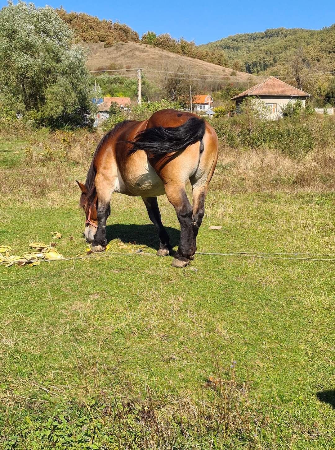 Vând o iapa bună