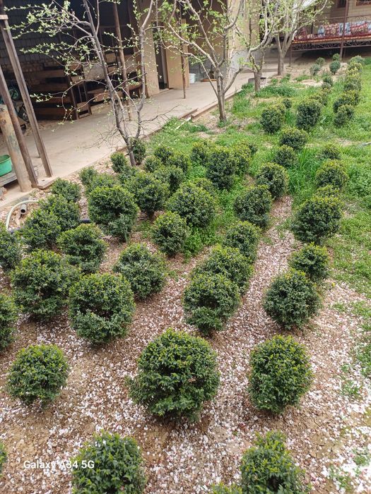 Шамшот Самшит сотилади