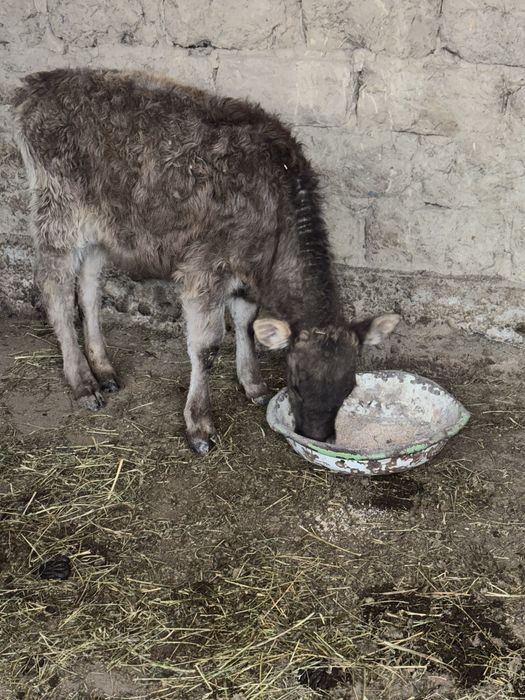 продаеться бычок