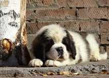 Catel saint bernard