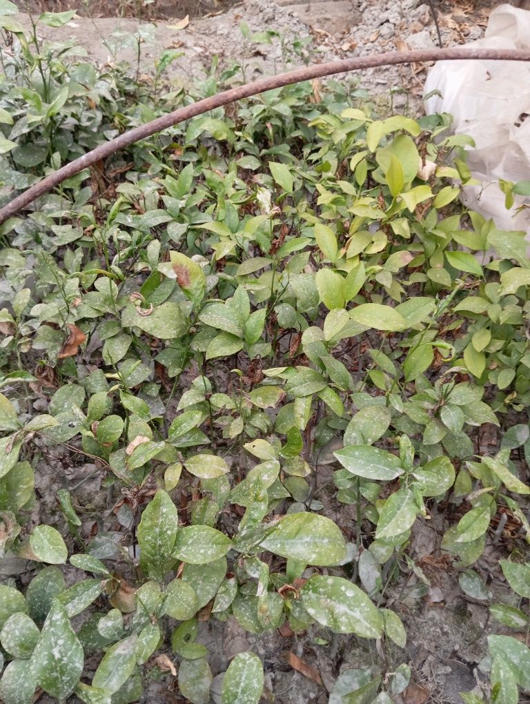 Limon kóchati sotiladi