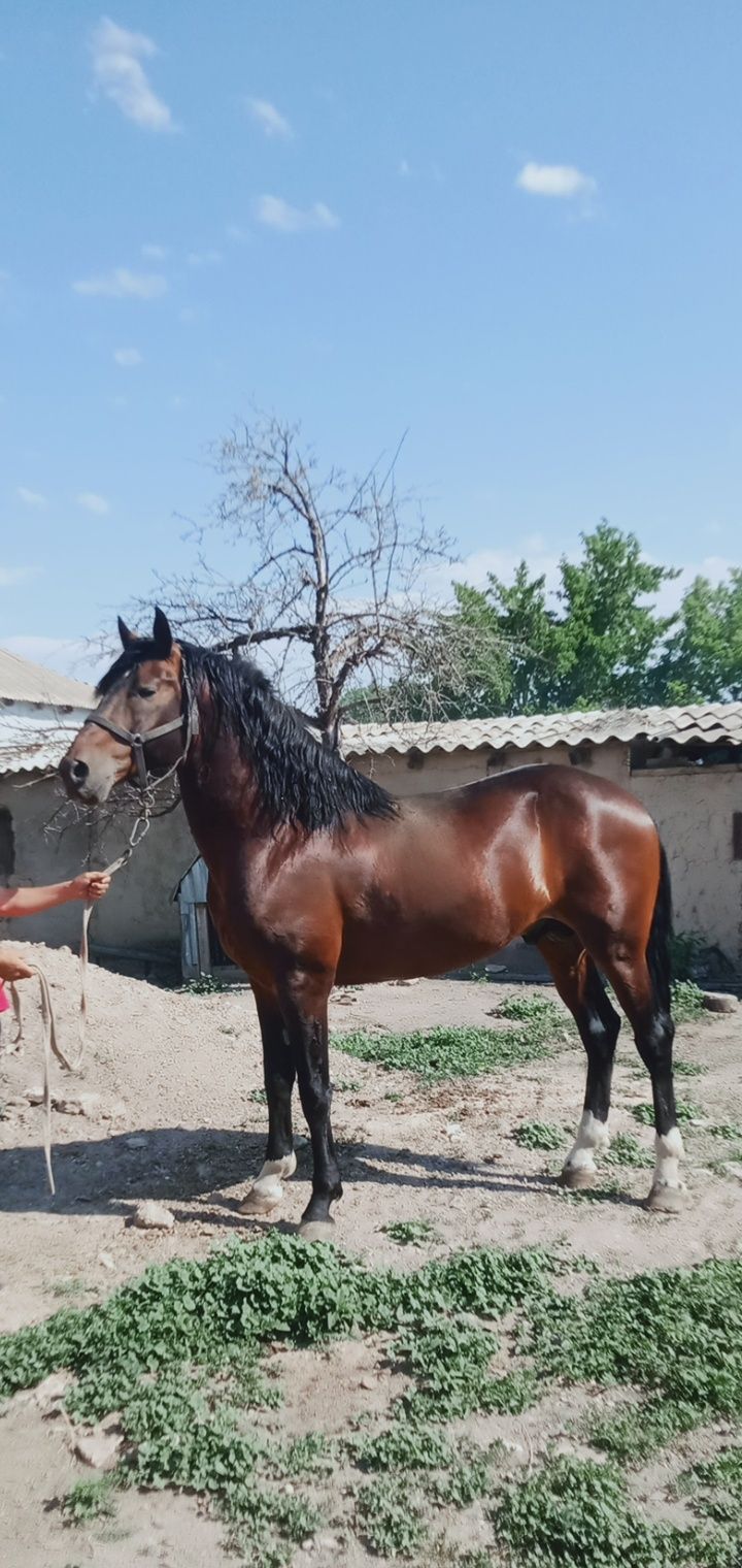 Айгыр сатылады...