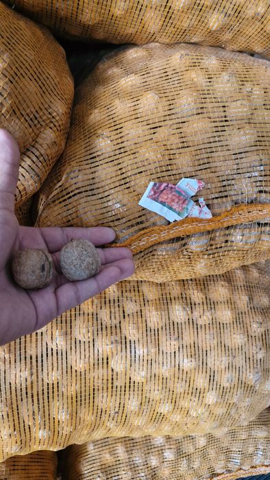 Жаңғақ, греческий орех натуральный