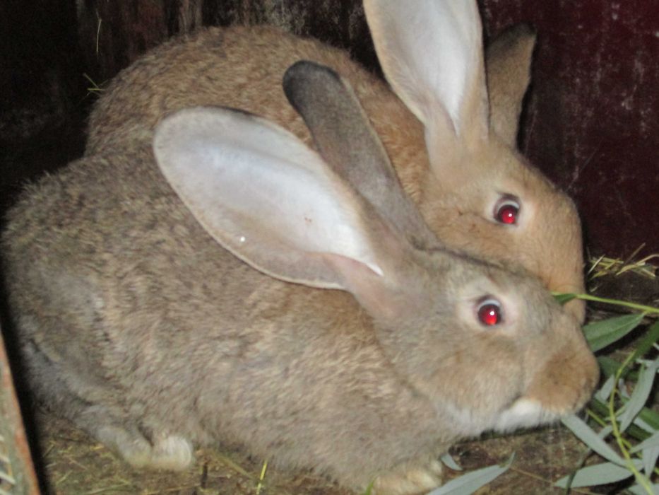 iepuri urias german de carne