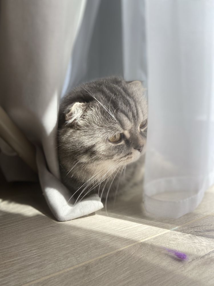 Шотландский вислоухий кот вязка
