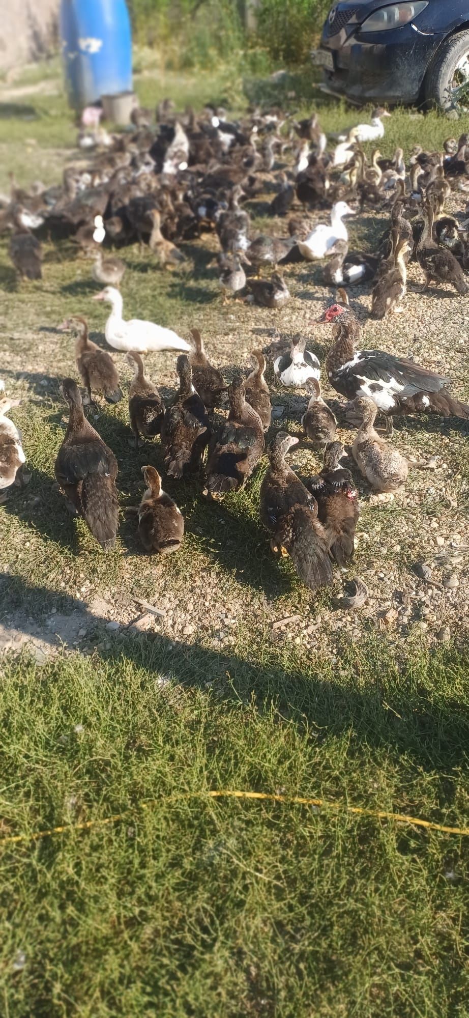 Boboci de rată mută