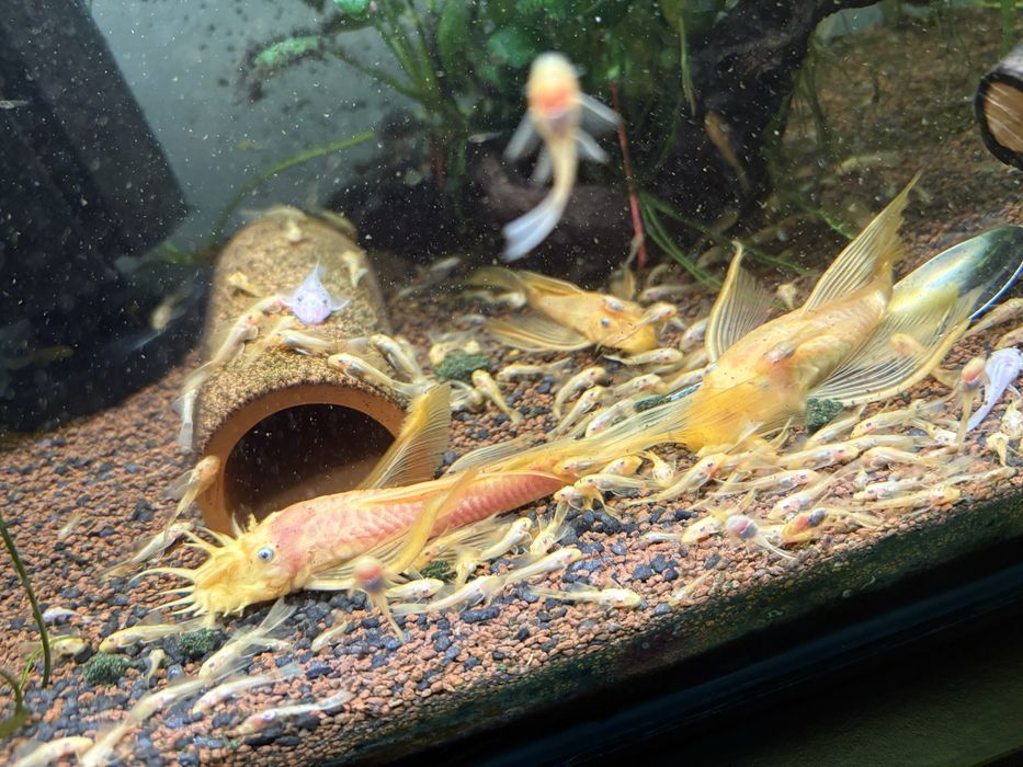 Vand pesti de acvariu ancistrusi l144 cu voalati