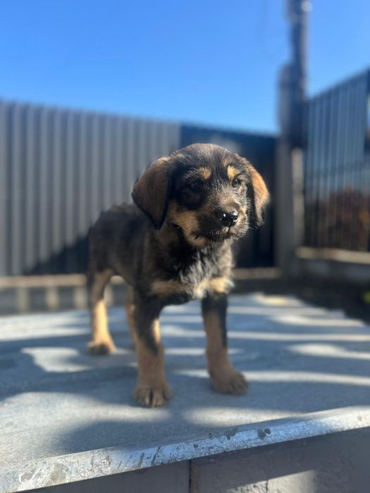 Девочка ищет дом